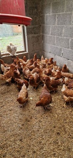 Pullets/hens/roosters/point of lay/