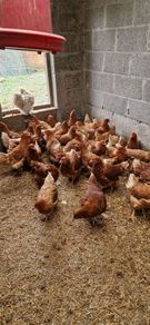 Hens/pullets/chickens