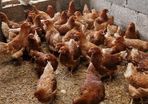 Hens/pullets/chickens