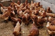 Hens/pullets/chickens