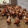 hens point of lay Image 5