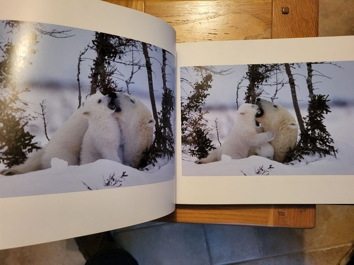 Little Polar Bears by Thorsten Milse.