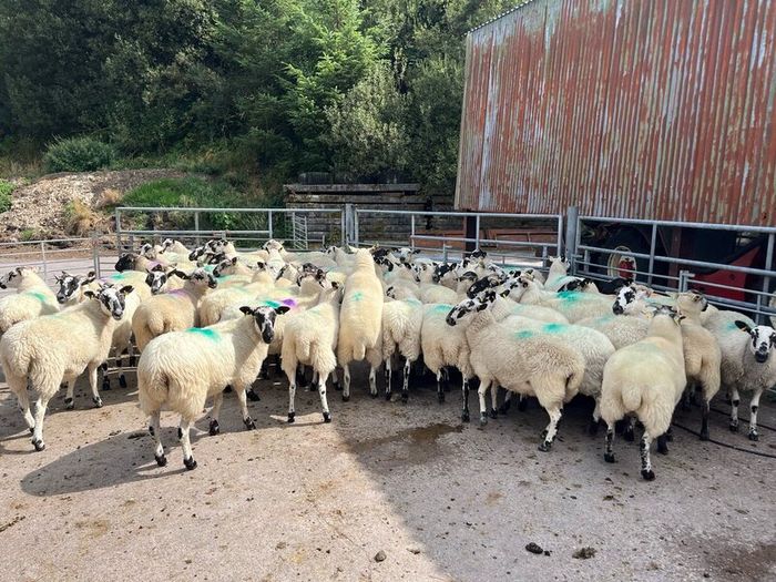 Hoggets