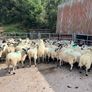 Hoggets Image 5