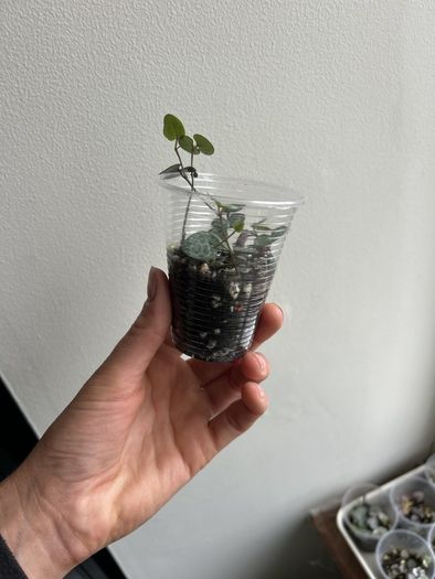 String of Hearts