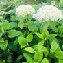 Japanese maples and Native irish Trees & Shrubs Image 6