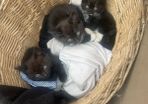 Three kittens