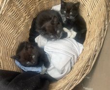 Three kittens