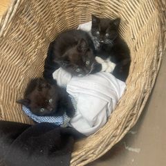 Three kittens