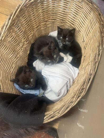 Three kittens