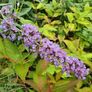 Buddlia Butterfly Bush Image 9