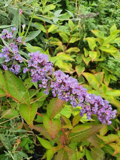 Buddlia Butterfly Bush