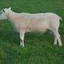 Texel and Charloais Rams Image 5