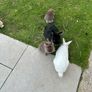Baby Rabbits Image 2