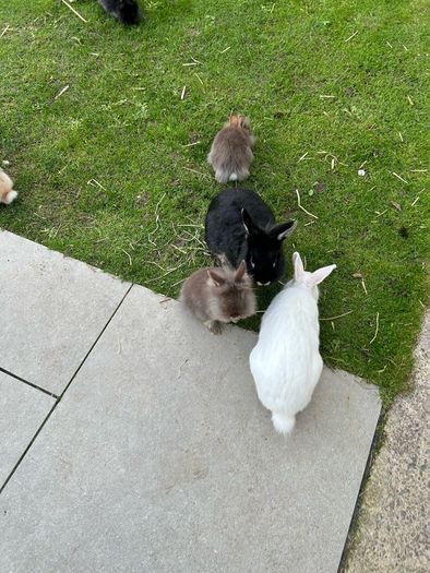 Baby Rabbits