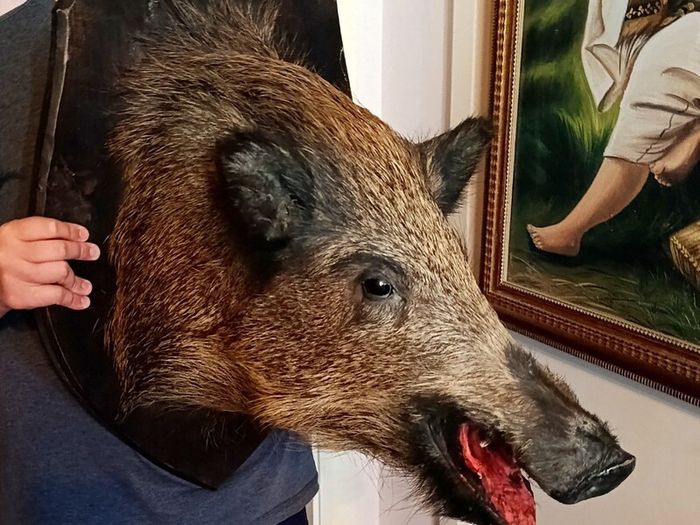 Large wild boar taxidermy mounted