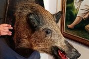 Large wild boar taxidermy mounted
