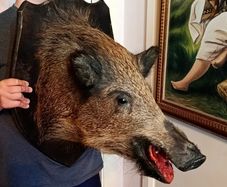 Large wild boar taxidermy mounted