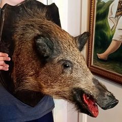 Large wild boar taxidermy mounted