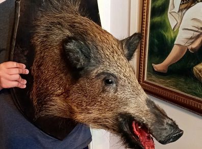Large wild boar taxidermy mounted
