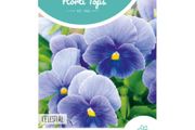 HT Pansy Celestial Seeds 0.4g | Sow July - August