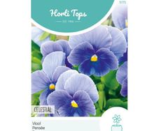 HT Pansy Celestial Seeds 0.4g | Sow July - August