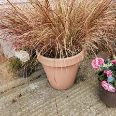 very large grass plant(3 feet ) including its container