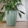 Tall Dracaena fragrans houseplant plant in the green plastic pot Image 4