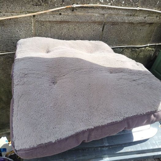 dog bed