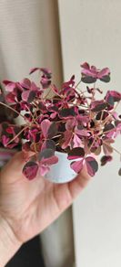 Oxalis vulcaniola Crazy Plum