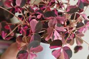Oxalis vulcaniola Crazy Plum