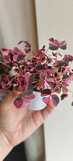Oxalis vulcaniola Crazy Plum