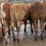 10 suckler bred heifers Image 5