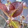 Plant Image 2