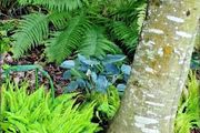 Blue Leather Hosta