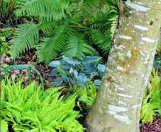 Blue Leather Hosta