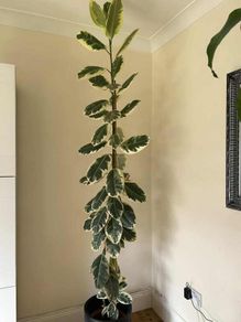Real plant 240cm tall