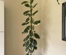Real plant 240cm tall