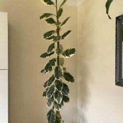 Real plant 240cm tall