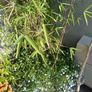 Planter with bamboo Image 2