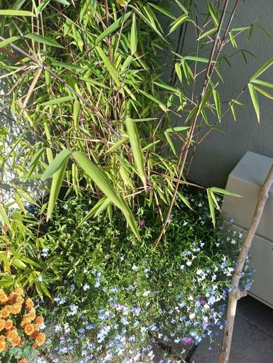Planter with bamboo
