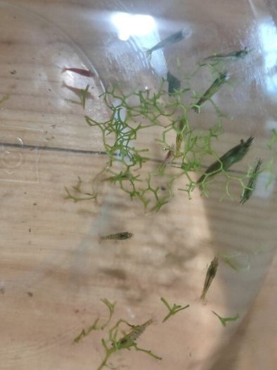 shrimp (mix)