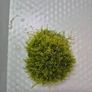 aquarium plants Image 2
