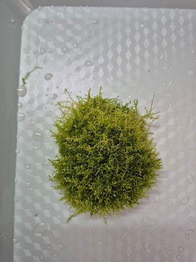 aquarium plants