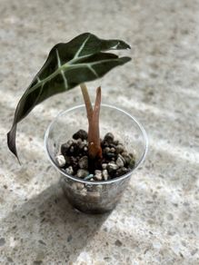 Baby Alocasia Polly