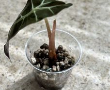 Baby Alocasia Polly