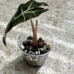 Baby Alocasia Polly