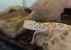 leopard gecko