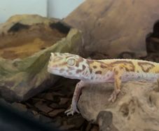 leopard gecko
