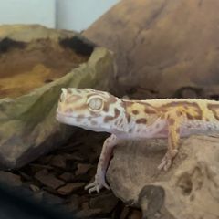 leopard gecko